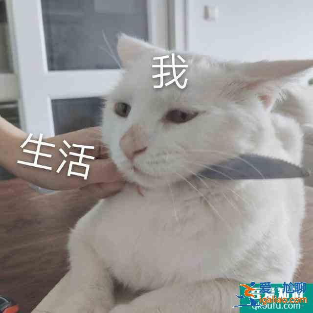 關(guān)曉彤《二十不惑》，開播倒計時2天，你還追嗎？？