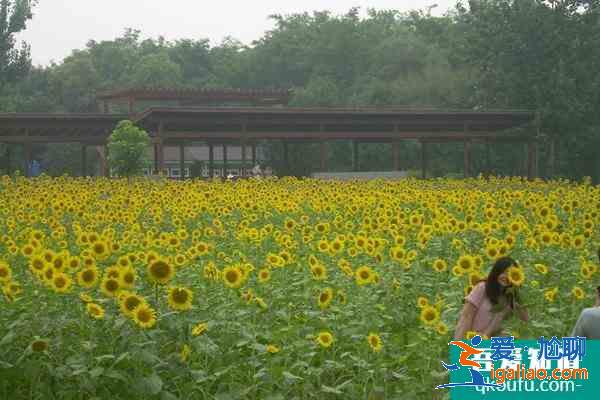奧林匹克森林公園需要預(yù)約嗎?(預(yù)約操作流程)？