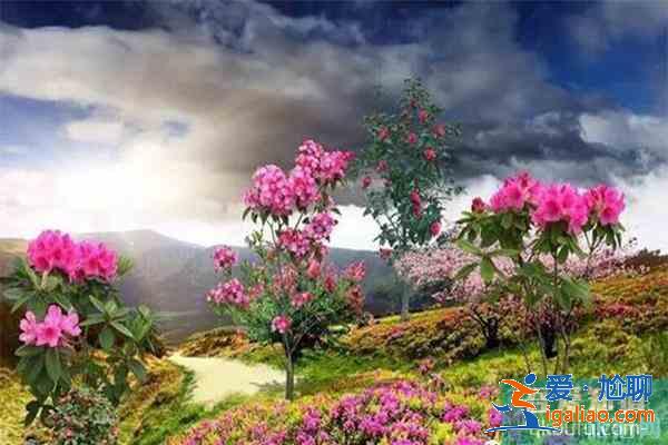宣城賞花地推薦 附賞花地圖？