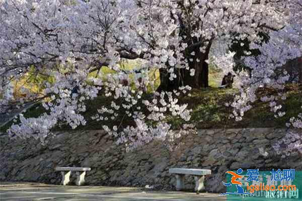 宣城賞花地推薦 附賞花地圖？