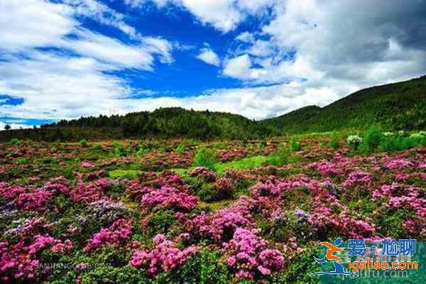香格里拉杜鵑花在哪些地方有？