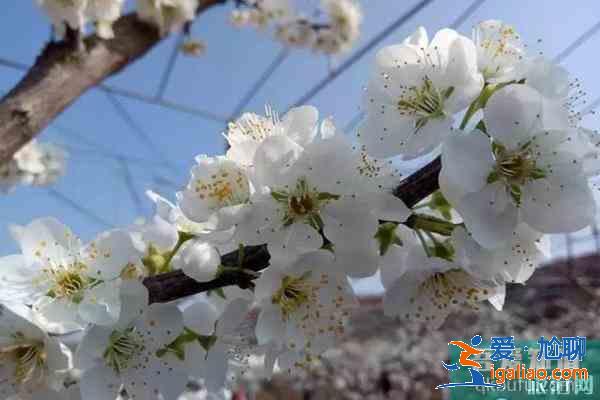 四川金堂賞花哪個地方好？
