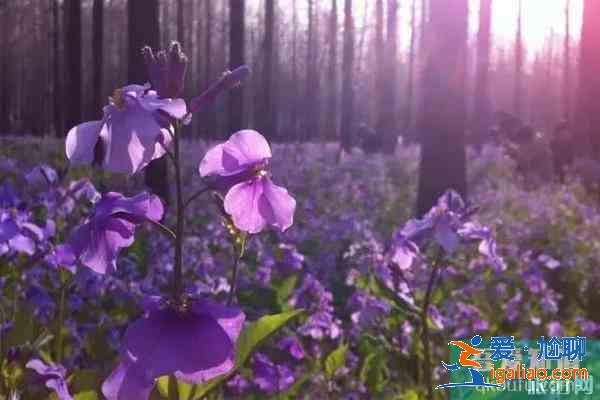 南京浦口賞花指南 地點(diǎn)-花期？