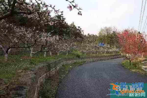 南京浦口賞花指南 地點(diǎn)-花期？
