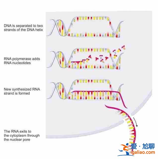 說(shuō)一說(shuō)貴陽(yáng)助孕生兒子【幫您圓夢(mèng)】？