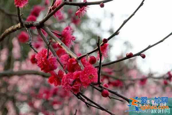 合肥六大賞梅勝地 合肥哪里可以觀賞梅花？