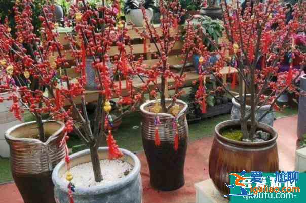 2022福州國藝花鳥市場春節(jié)花市營業(yè)時間 年宵花種類有哪些？