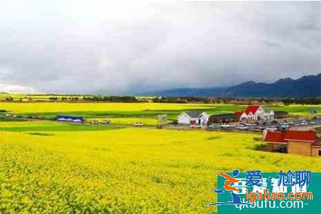 青海油菜花花期是什么時(shí)候 青海油菜花在哪里看(附攻略)？