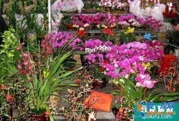 2022廣州花市什么時候開始 有哪幾個地方舉辦？