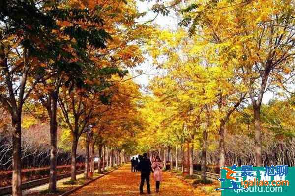 2022受疫情影響洛陽隋唐城遺址植物園臨時(shí)閉園公告？