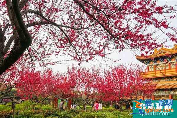 2022洛陽受疫情影響中國國花園臨時閉園？
