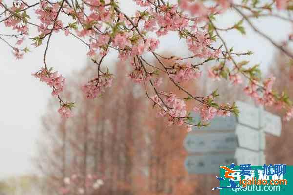 上海松江賞花的地方有哪些 2021上海松江賞花地點(diǎn)推薦？