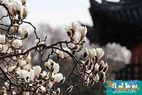 上海松江賞花的地方有哪些 2021上海松江賞花地點(diǎn)推薦？