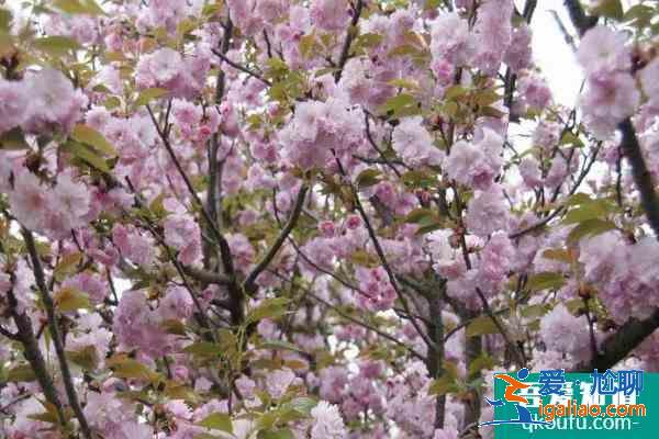 2021成都青白江鳳凰湖公園櫻花景區(qū)門票預(yù)約方式？