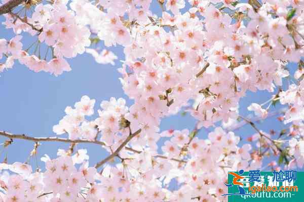 眉山春季賞花好去處 眉山春季賞花地點(diǎn)推薦2021？