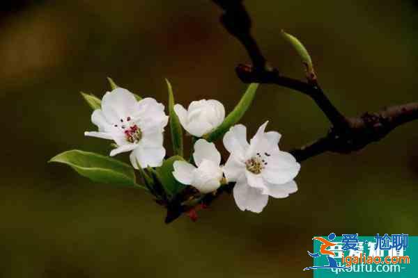 眉山春季賞花好去處 眉山春季賞花地點(diǎn)推薦2021？