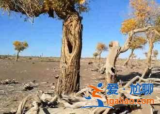 額濟(jì)納旗有什么好玩的地方,額濟(jì)納旗必去景點(diǎn)? 額濟(jì)納旗有什么好玩的地方,額濟(jì)納旗必去景點(diǎn)?