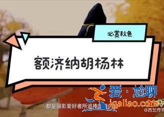 額濟(jì)納旗有什么好玩的地方,額濟(jì)納旗必去景點(diǎn)? 額濟(jì)納旗有什么好玩的地方,額濟(jì)納旗必去景點(diǎn)?
