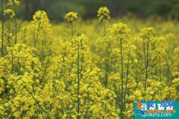2021成都金堂油菜花節(jié)時(shí)間？