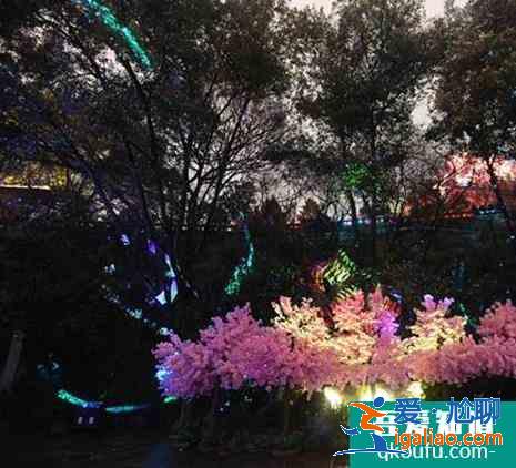 黃鶴樓夜游櫻花版對全國醫(yī)護人員免費？