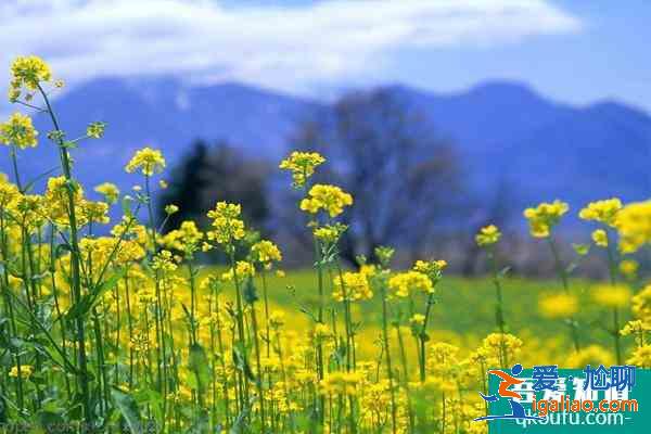 2021南京永寧油菜花幾月份開 附觀賞指南？