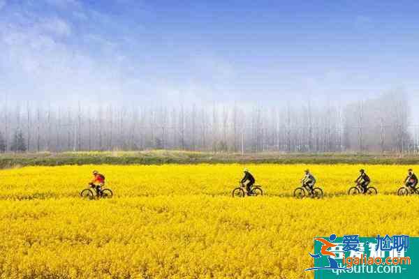 2021南京永寧油菜花幾月份開 附觀賞指南？