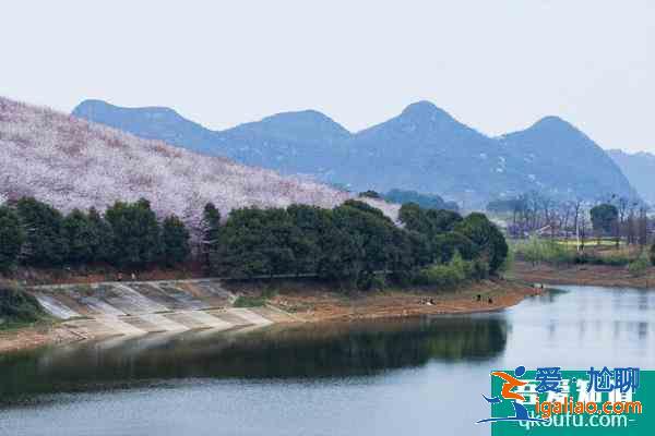 2021貴安櫻花園觀光車多少錢 貴安櫻花園停車攻略？