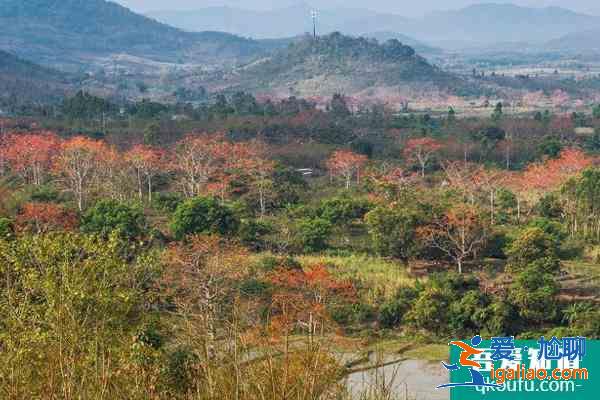 2021昌江木棉花最佳觀賞地點(diǎn) 昌江木棉花旅游攻略？