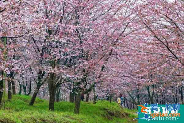 2021貴安櫻花園怎么預(yù)約 貴安櫻花園門票多少錢？