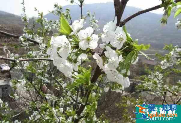 泰安亓家灘村好玩嗎 亓家灘村怎么樣？