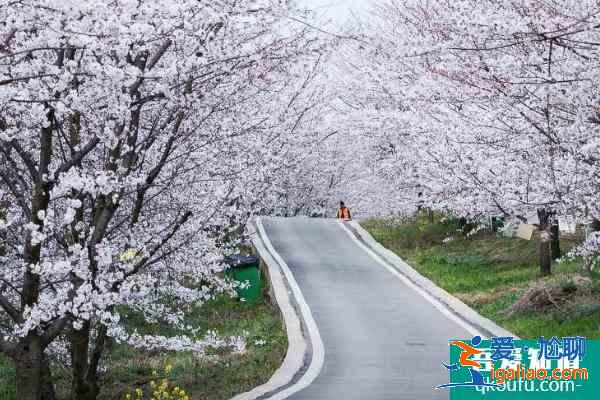 2021貴安櫻花園怎么預(yù)約 貴安櫻花園門票多少錢？