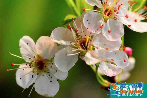 廈門哪些地方可以賞桃花 廈門賞桃花的地點推薦2021？