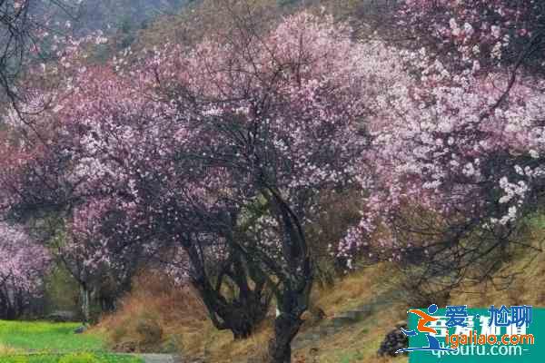 廈門哪些地方可以賞桃花 廈門賞桃花的地點推薦2021？