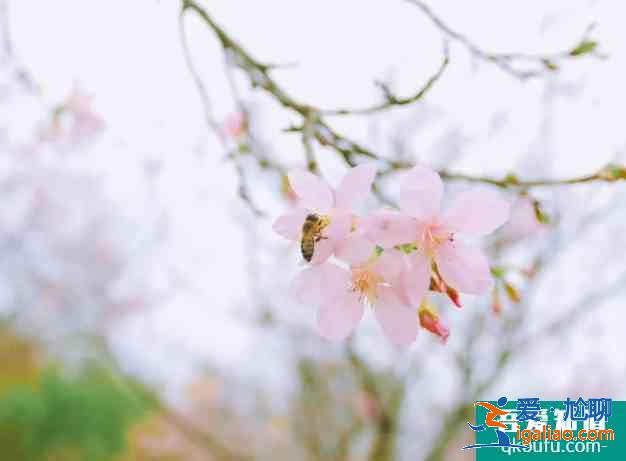 襄陽櫻花哪里有 2021襄陽賞花地圖？