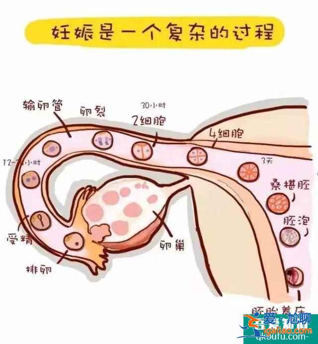 怎么看孕囊形狀?正常的孕囊是什么形狀？