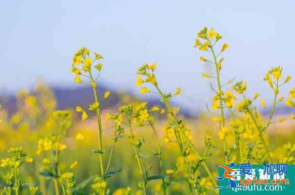 襄陽櫻花哪里有 2021襄陽賞花地圖？
