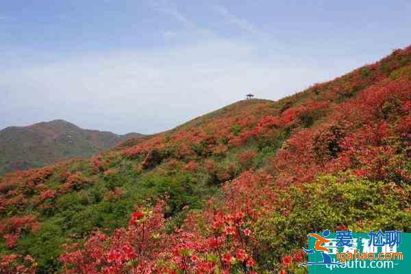 2021瀏陽杜鵑花什么時候開 瀏陽杜鵑花旅游路線？