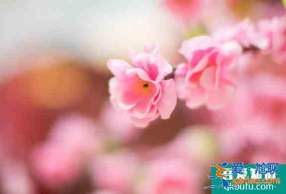 2021昆明郊野公園桃花節(jié)時(shí)間及活動(dòng)詳情？