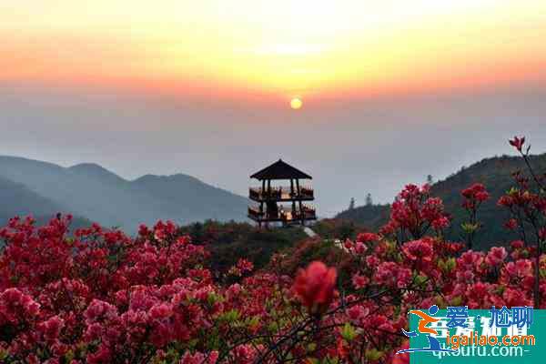 2021瀏陽杜鵑花什么時候開 瀏陽杜鵑花旅游路線？