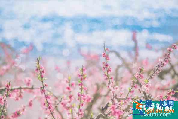 2021湖北十大賞花線路公布 湖北賞花去哪？