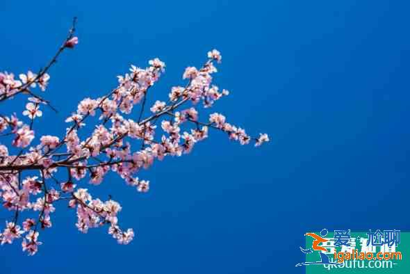2021湖北十大賞花線路公布 湖北賞花去哪？