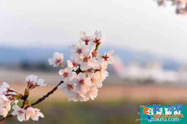 2021杭州第三屆櫻花徒步大會(huì)開(kāi)放報(bào)名 櫻花徒步大會(huì)時(shí)間？