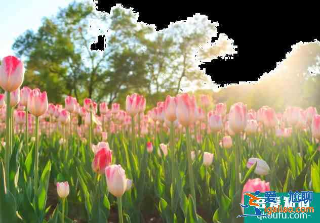 濟(jì)寧賞花好去處 2021濟(jì)寧油菜花觀看地點？