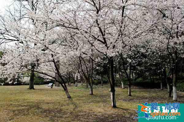 2021杭州第三屆櫻花徒步大會(huì)開(kāi)放報(bào)名 櫻花徒步大會(huì)時(shí)間？