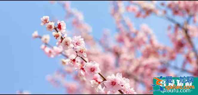 揚(yáng)州賞花最佳地點(diǎn)推薦 2021年揚(yáng)州櫻花什么時(shí)候開(kāi)花？