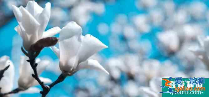 揚(yáng)州賞花最佳地點(diǎn)推薦 2021年揚(yáng)州櫻花什么時(shí)候開(kāi)花？