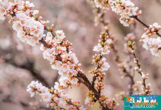 濟(jì)寧賞花好去處 2021濟(jì)寧油菜花觀看地點？