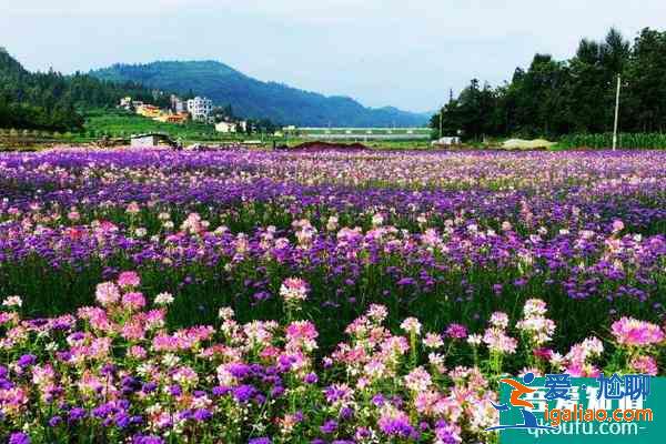 2021貴州春天旅游去哪好 春天賞花好去處？