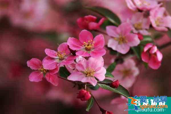 2021南京海棠花什么時候開 南京看海棠花的地方？