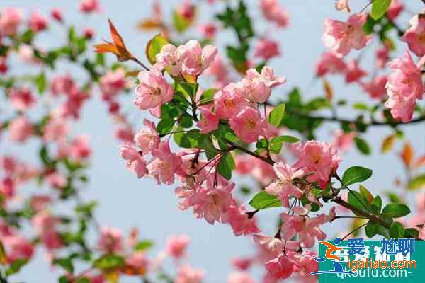 2021南京海棠花什么時候開 南京看海棠花的地方？